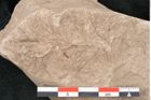 Foto (Detailansicht) von Taxodium distichum miocenicum Heer (NHMW-GEO-2024-0188-6410)